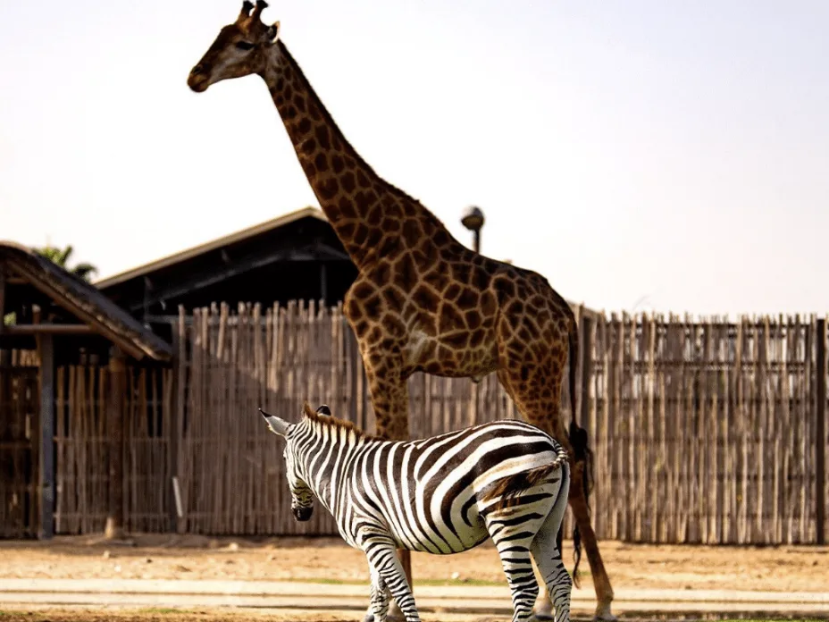 Dubai Safari Park bất động sản Dubai – Mina Prime Properties